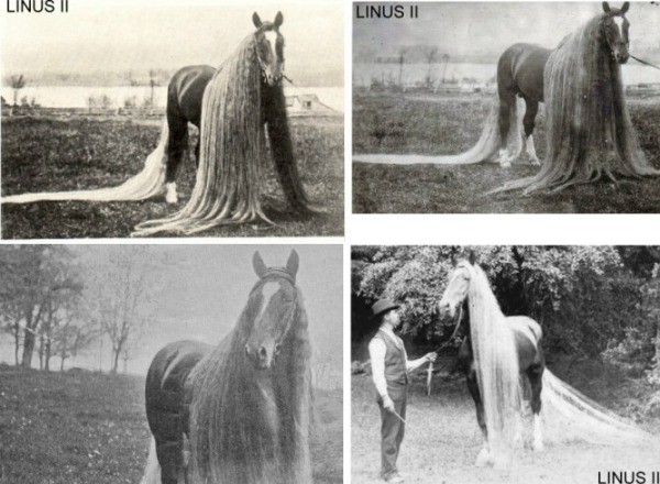 Il n’y a pas de certitudes concernant l'origine de ces animaux : certains prétendent que la longue crinière est une mutation génétique, d'autre que c'est le résultat d’un croisement entre les chevaux Percherons et ceux de l'Andalousie.