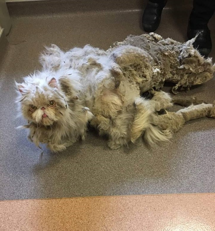 Quando l'associazione Anti-Cruelty Society l'ha trovato, il povero Sinbad si trascinava addosso più di 2 kg di pelo e sporcizia.