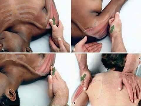 Pour masser les épaules, utilisez la pointe des doigts: commencez par le deltoïde antérieur puis passer à celui postérieur.
