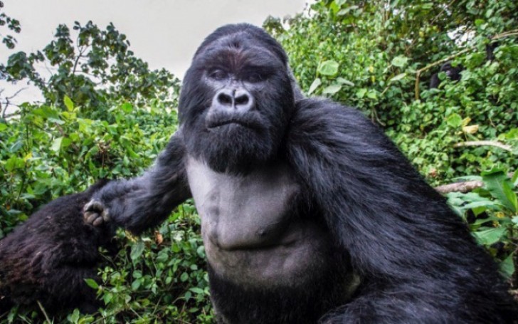 10. Een camera heeft deze foto gemaakt van deze gorilla... voordat deze de camera ervan langs gaf!