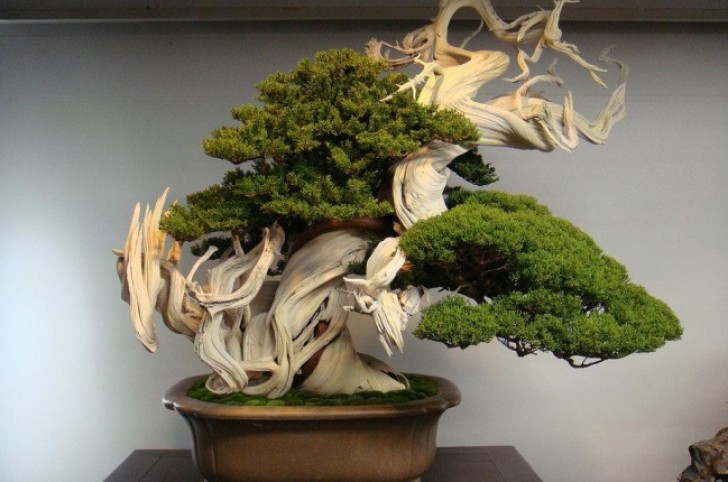 3. Een bonsaiboom... van ongeveer 800 jaar oud!