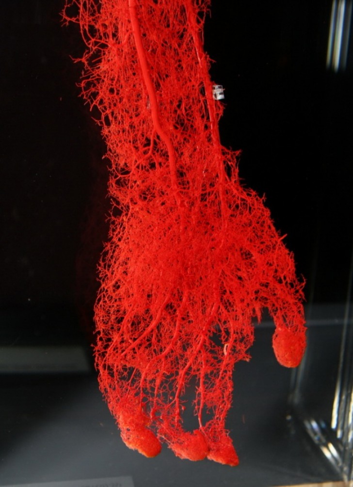 5. I vasi sanguigni contenuti in un braccio!