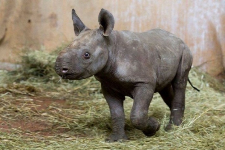 7. Un magnifico esemplare di rinoceronte nero a Zürich Zoologischer Garten, il primo nato in un arco di 18 anni.