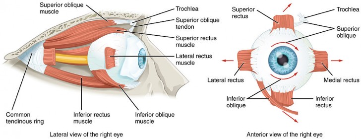 Das blaue Licht kann Schäden an der Retina hervorrufen und zur Degeneration der Linsen führen, also den Alterungsprozess beschleunigen.