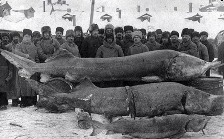 Russische vissers met hun vangst op de foto 1924.