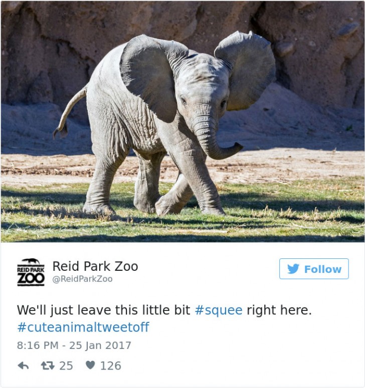 15. Lo zoo dell'Arizona partecipa col "piccolo" di elefante.