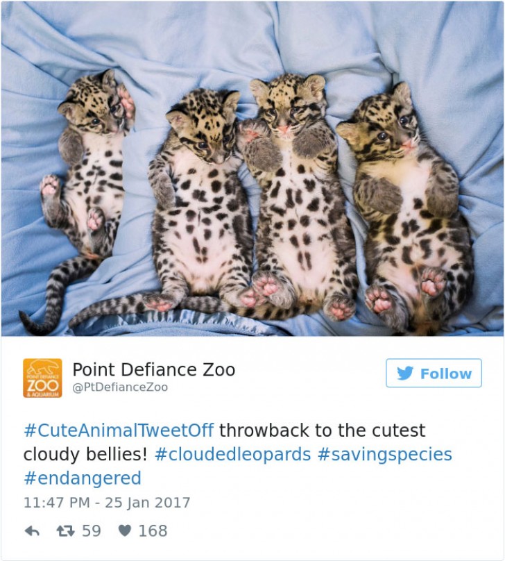 23. Qui partecipano alla sfida con dei bellissimi cuccioli di leopardo.