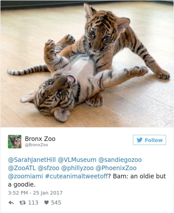 4. L'animale più carino? Lo zoo del Bronx risponde con l'incomparabile bellezza delle tigri