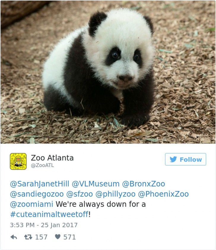 5. Lo zoo di Atlanta risponde dicendo che sono sempre pronti per una battaglia di tweet sugli animali più teneri.