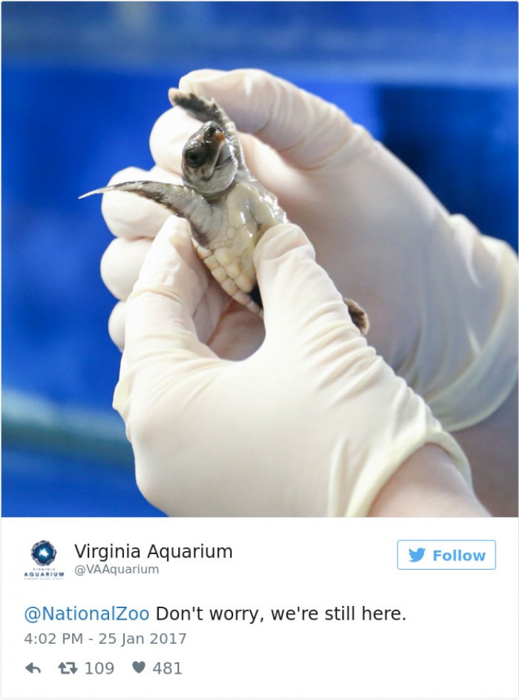 6. L'acquario della Virginia che per primo aveva risposto alla sfida si rifà avanti con questo esemplare di tartaruga.