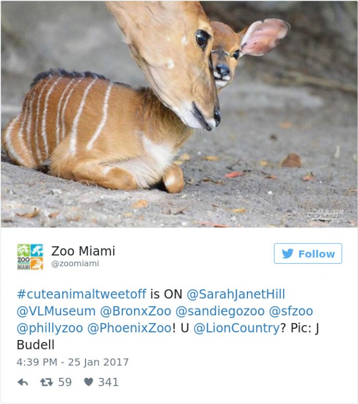 8. Lo zoo di Miami interviene con uno scatto dolcissimo.
