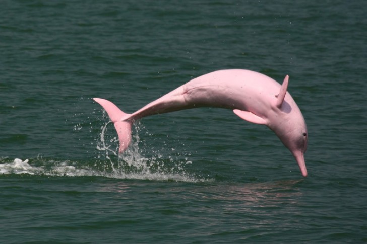 Un dauphin rose? Oui, ça existe!