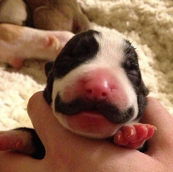 Une jolie moustache pour cette petite créature.