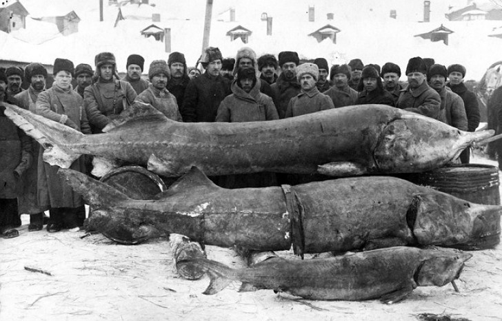 Alcuni pescatori lungo il ghiacciato fiume Volga, in Russia, con il loro impressionante carico, questo nel 1924.