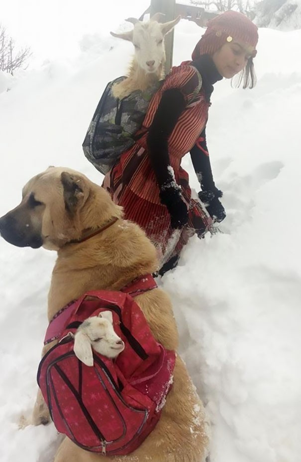 Hamdü en Tomi gingen dus terug door de sneeuw met elk een rugzak met een geit erin op hun rug om de dieren veilig en gezond terug te brengen.