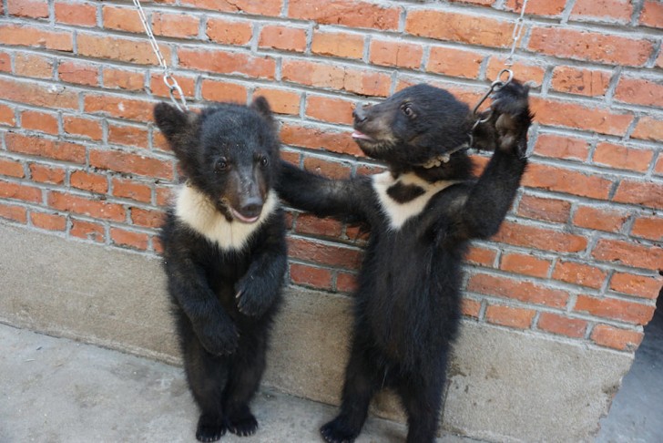 Les oursons étaient enchaînés à un mur et forcés de rester debout pendant des heures.