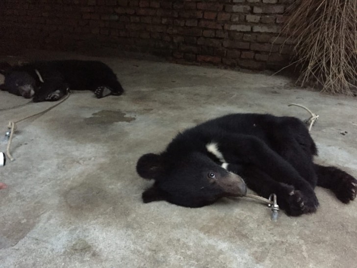 I cuccioli di orso sono animali frenetici: gli operai del circo non hanno intenzione di accudirli, per questo hanno trovato questo metodo più veloce.
