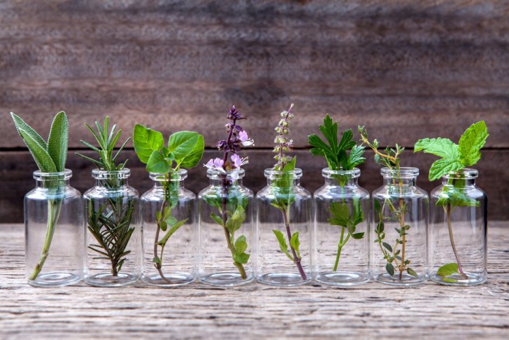 10 erbe che puoi crescere in acqua e tenere in casa per un anno intero - 1
