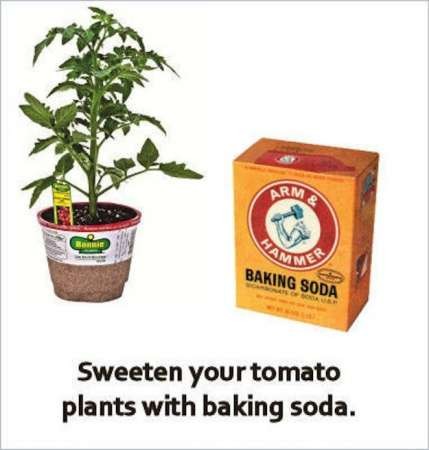 10. E ricordate che il bicarbonato di sodio può essere usato, sempre nel terreno, per rendere più dolci ad esempio i pomodori!