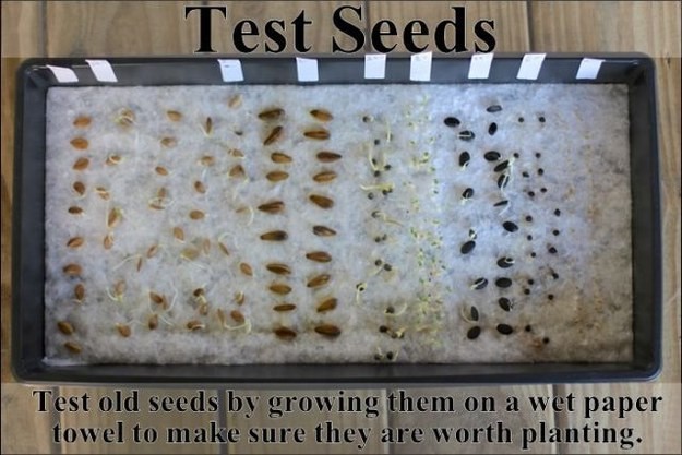 12. Pour s'assurer que les graines mises de côté depuis un certain temps sont encore bonnes, placez-les sur une serviette en papier humidifié et, si les racines commencent à sortir, alors vous pouvez les utiliser.