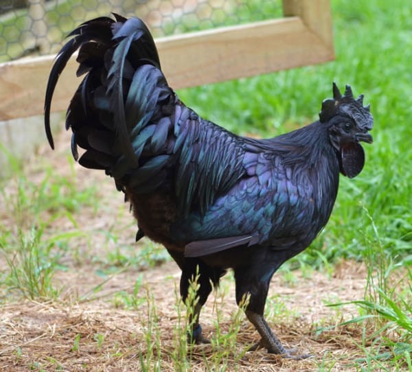 Le mot «Ayam» est traduit par «poulet» en indonésien, tandis que "Cemani" signifie "complètement noir".