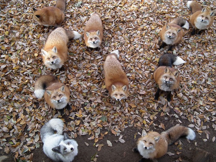 Le volpi del centro sono davvero tantissime, più di cento.