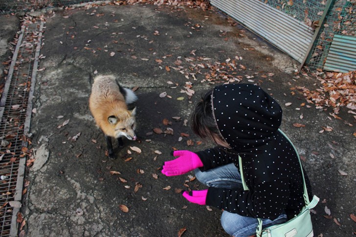 In Japan geloven ze dat vossen in staat zijn om van vorm te veranderen en verschillende soorten staarten kunnen laten groeien.