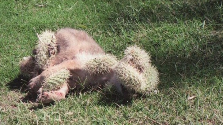 Il cucciolo di coyote era finito in quello che gli americani chiamano 'cactus salterino' (Cylindropuntia fulgida) a causa della facilità con la quale le sue spine si attaccano al materiale che vi entra in contatto e all'estrema difficoltà di rimuoverle.