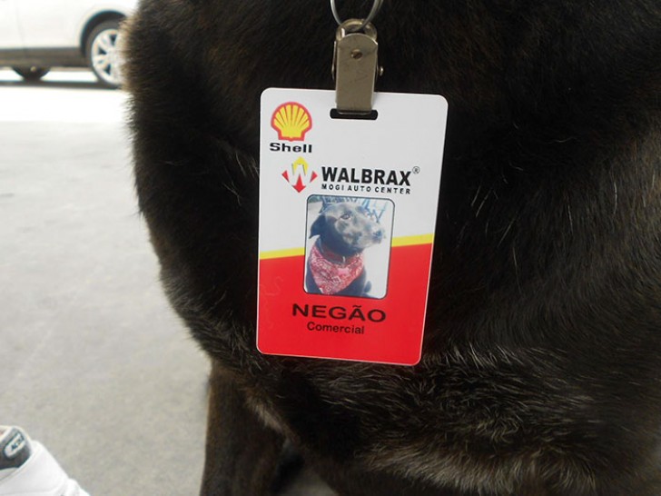 Mais quand la station-service a finalement été ouverte, Negão a même obtenu un emploi avec un badge officiel!