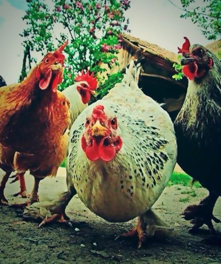11. Les poules du rock agressif.