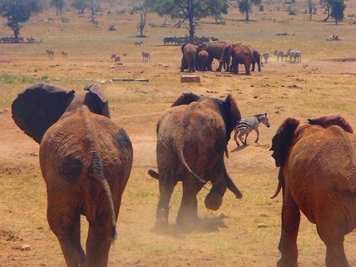 Il suo grande amore per la la fauna della zona lo portano ogni giorno a percorrere decine e decine di chilometri per portare acqua a zebre, elefanti, gazzelle e tanti altri animali che ogni giorno rischiano di morire di sete.