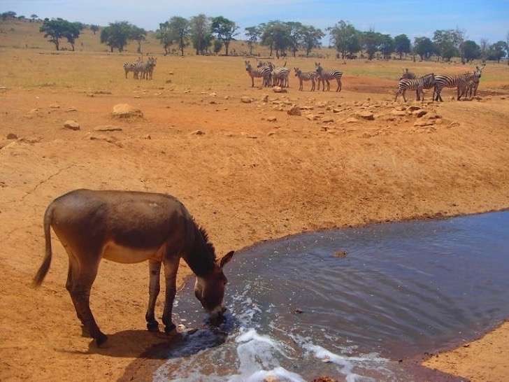 Chaque jour, Patrik donne de l'eau aux animaux quand avant ils pouvaient boire l'eau de pluie.