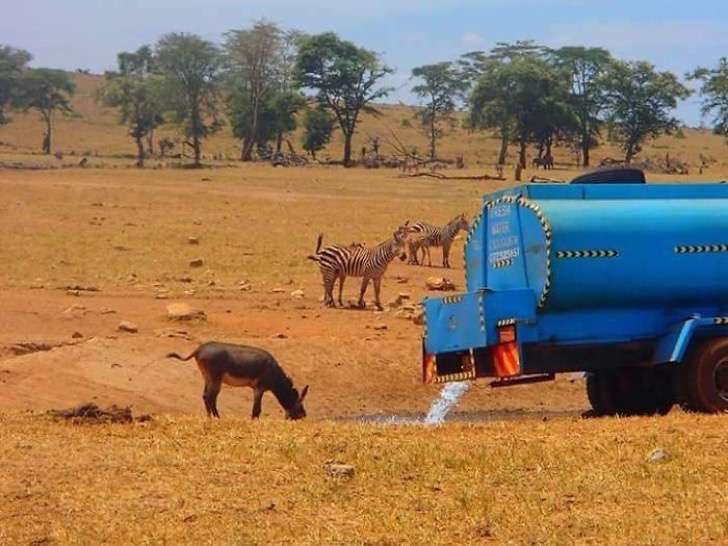 In questa situazione di siccità, gli animali si affaticano a percorrere distanze insolitamente lunghe per trovare acqua e questo li espone in maniera eccessiva non solo alla sete ma anche ai predatori.