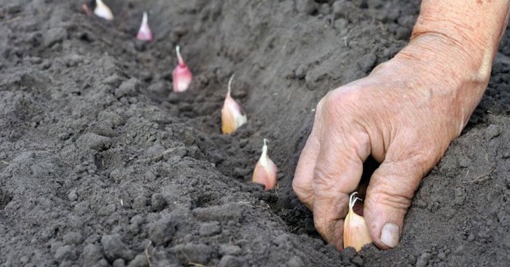 Knoblauch zu Hause anbauen: So einfach! - 1