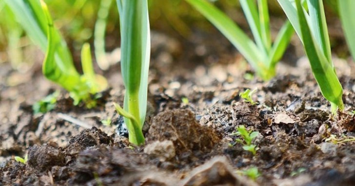 Vitlök är inte svårt att odla: det räcker med att ha lite jord eller en lagom stor kruka till hands.