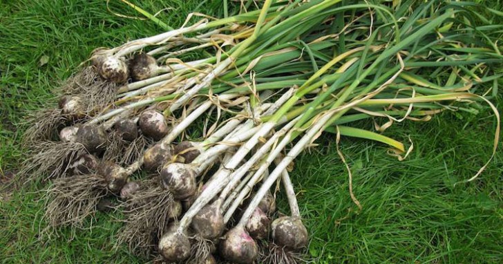 Let's see how you can start growing garlic at home ...