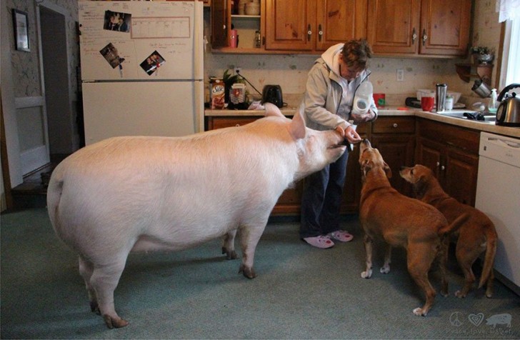 La presenza di Esther ha indotto grossi cambiamenti all'interno della famiglia: inizialmente hanno tutti smesso di mangiare carne di maiale ma alla fine Steve e Derek sono approdati al veganesimo. E non è finita qui...