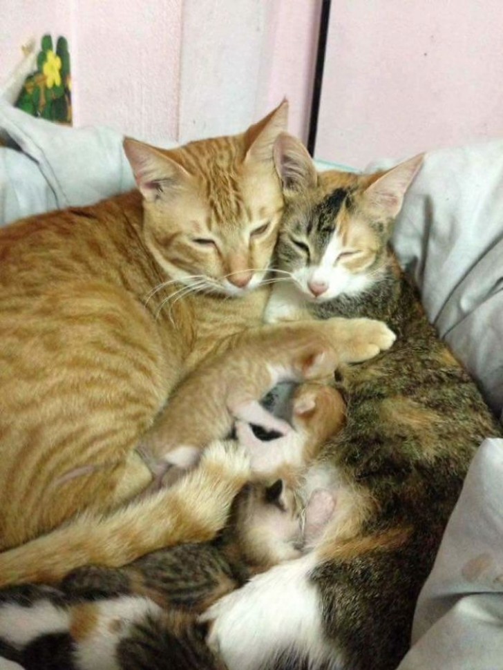 Una volta nati i gattini, Yello ha continuato a prendersi cura di loro con una dolcezza disarmante, pulendoli e tenendoli al caldo.