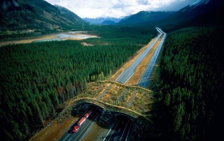 2. Ecoduc dans le parc national Banff, Canada