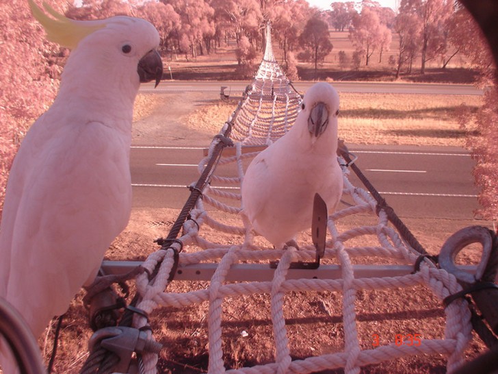 4. Corridor préférentiel pour perroquets et autres oiseaux en Australie.