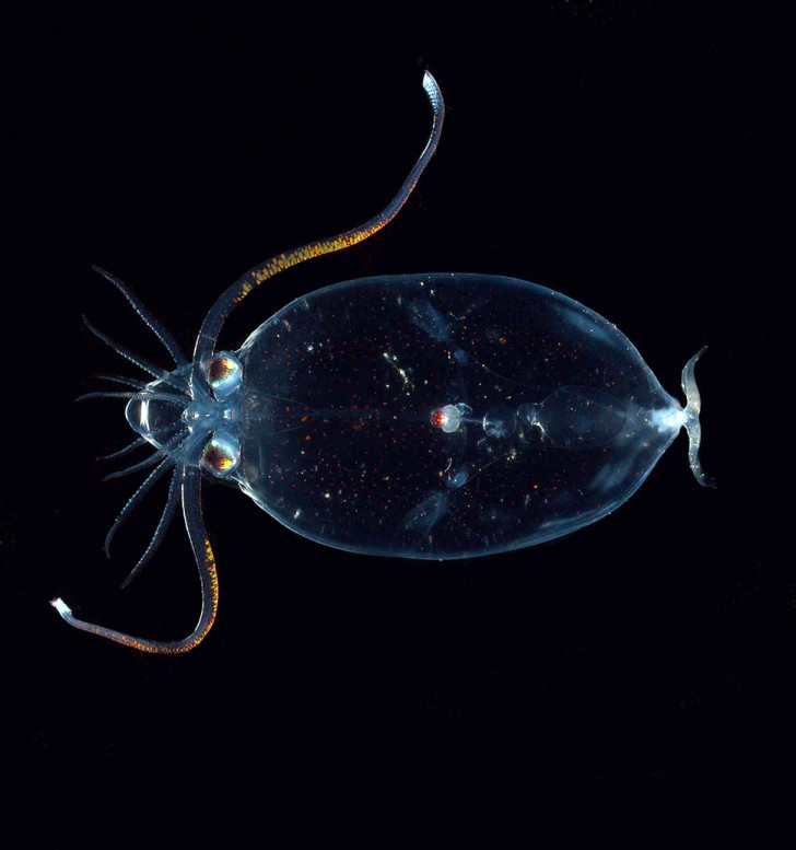 9- Il calamaro di vetro che trascorre l maggior parte della sua vita in acque profonde, dove la scarsa illuminazione gli permette una maggiore capacità di mimesi