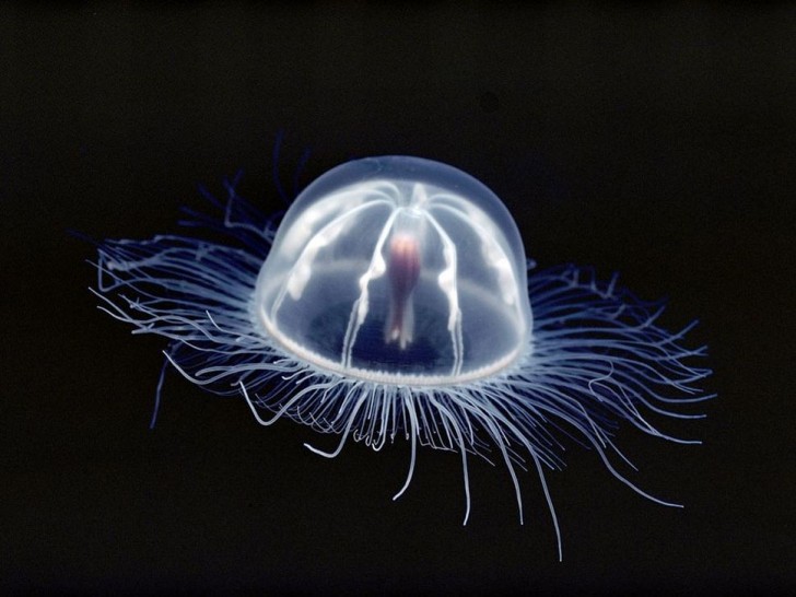 10- La méduse, dont il existe une grande variété d'espèces, va des plus petites dimensions à celles plus grandes