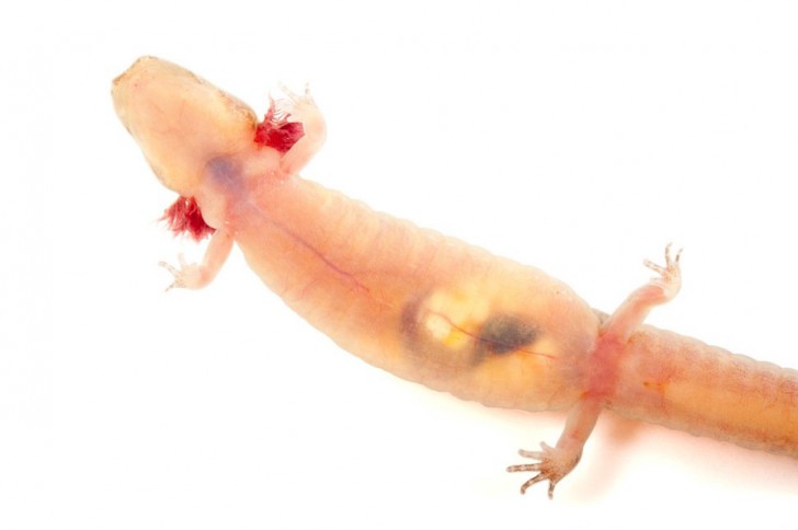15- La salamandre aveugle, découverte au Texas, compte seulement 100 exemplaires dans le monde entier