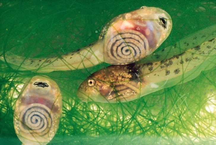 16- Girini della Costarica, quelle spirali sono niente altro che il loro intestino