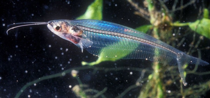 17- Il pesce gatto di vetro, conosciuto anche come pesce piuma, vive esclusivamente in Asia