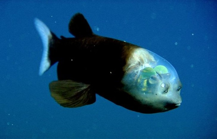 2- Le Barreleye du Pacifique, ses yeux sont à l'intérieur de sa boîte crânienne transparente, et ce qui ressemble à des orbites sont en fait des narines