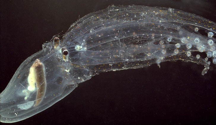 20- Il polpo di vetro o polpo fantasma, presente nelle acque subtropicali, si hanno davvero poche informazioni su questa specie