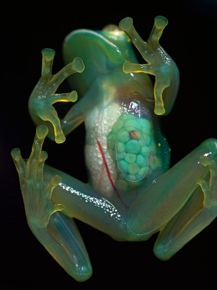 3- La grenouille de verre, typique des forêts tropicales d'Amérique du Sud, résulte presque invisible pour ses prédateurs
