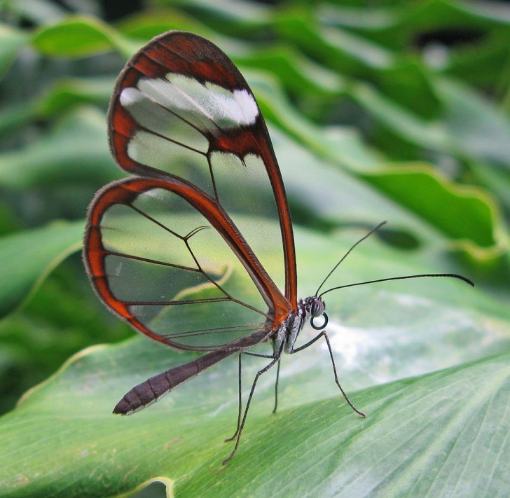 4- La Farfalla ali di vetro, tipica della Colombia, Bolivia, Perù ed Equador