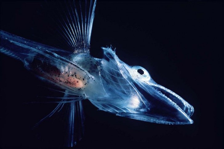 5- Il pesce coccodrillo, abitatore dell'Antartide, ha il sangue trasparente